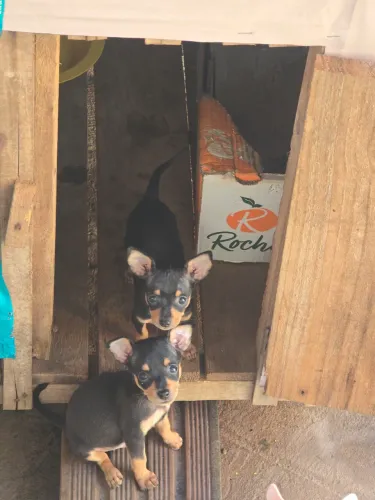 Pinscher macho número 1