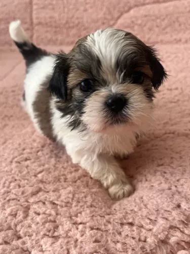 Shih Tzu macho