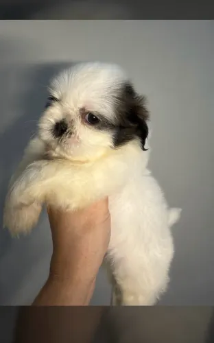 Filhote Shih Tzu 