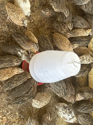 Codorna Gigante