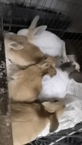 Vendo coelhos filhotes e adultos.