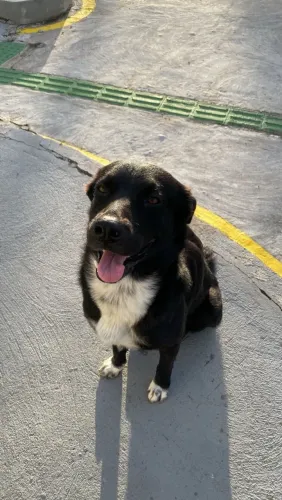 Cachorro para doação