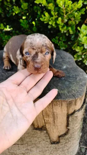 Dachshund arlequim chocolate fêmea