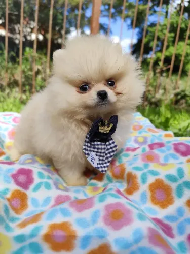 Lulu da Pomerânia filhote.