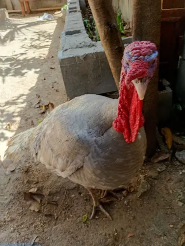 Lindo perú macho da cor cinza adulto pesadão . ótimo reprodutor.