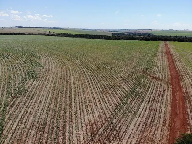 Fazenda 248 alqueiro 190 planta