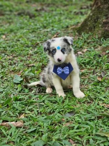 Border Collie | Entrega Grátis 28/12