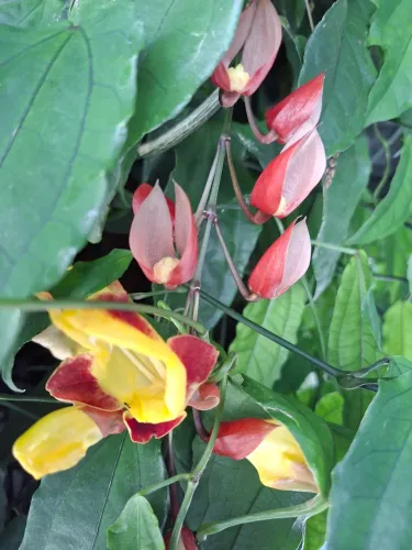 Linda  muda de sapatinho de judia!