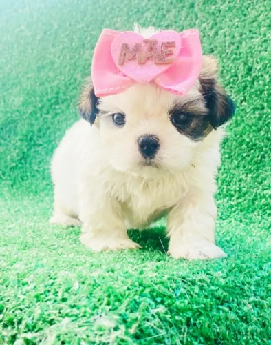 Shih Tzu- Fêmeas com pelagem linda, 56 dias- Daniela Lima