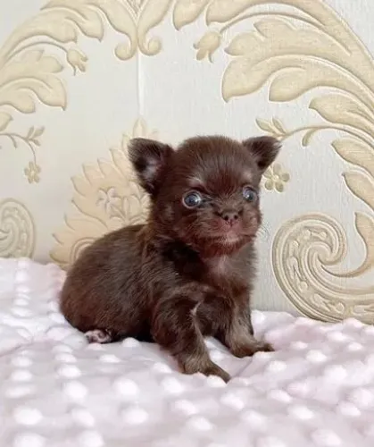 Filhote de Chihuahua fêmea na cor creme