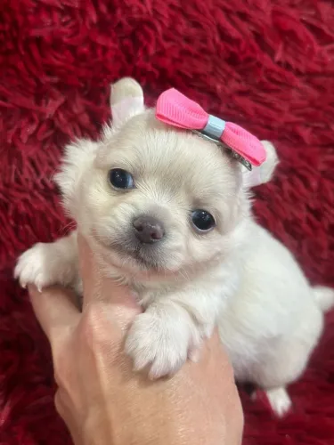 Chihuahua fêmea muita linda e saudável.