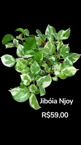 Jibóia N-joy