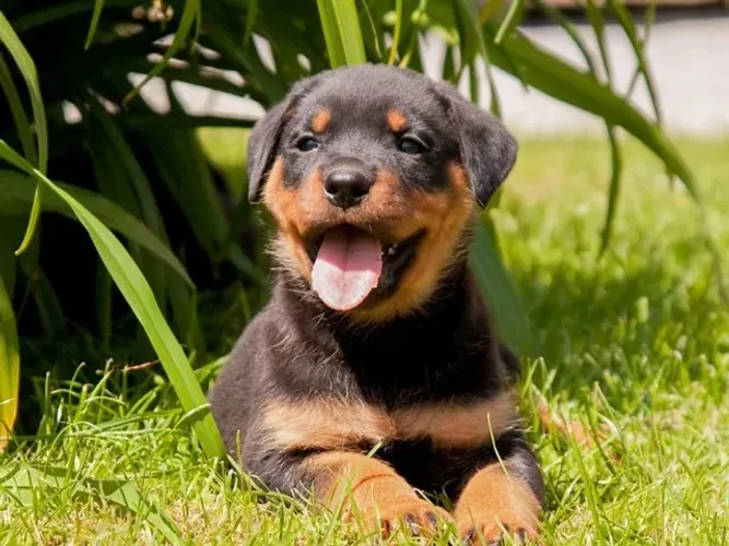 Rottweiler com desconto pagamento avista !