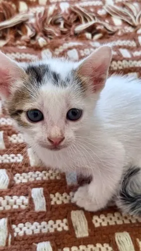 Adote um gato - gatos para adoção