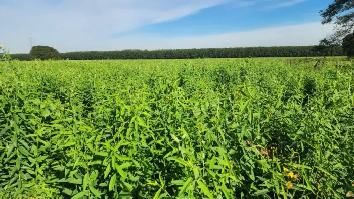 Sementes para pastagens