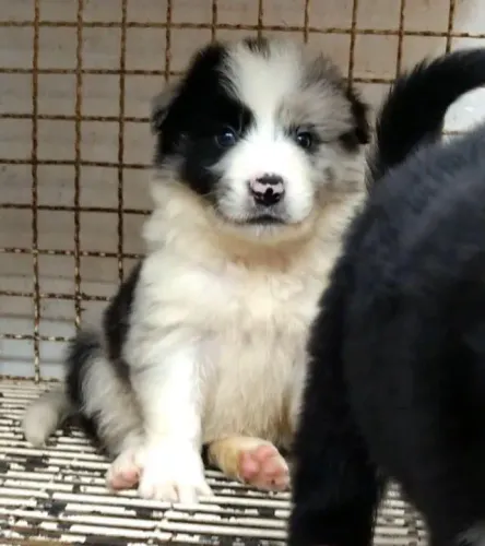 Border Collie Machiho com 52 dias  blue merle olhos azuis com vacina e pedigree-Alberto