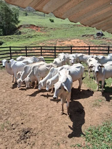 Vacas tabapua