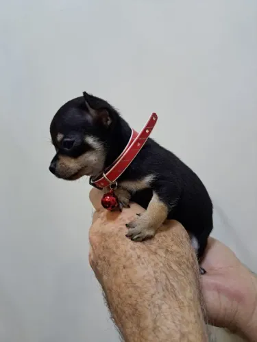 Chihuahua Fêmea Pequeno Red: A Energia Que Seu Lar Precisa!