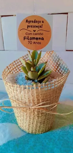 Cactos e suculentas 
