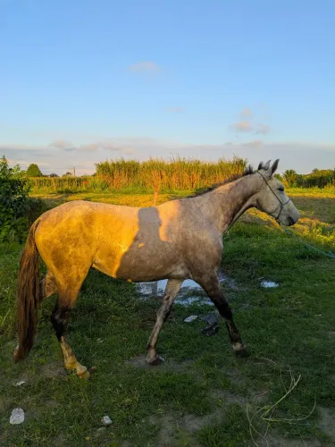 Cavalo Manga Larga