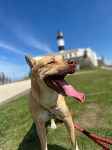 Doa-se Cachorro