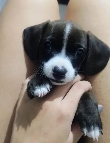 Basset salsichinha