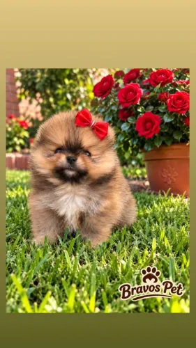 Lulu da Pomerânia fêmeas