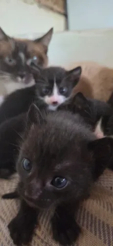 Doação de gatinhos filhotes - Abadiânia/Anápolis - GO