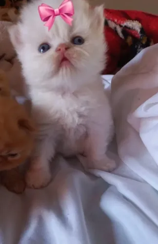 Gato Persa lindos filhotinhos com padrão superior