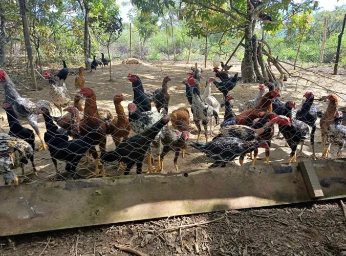 Galinha caipira agropecuária 