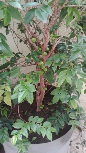 Muda de jabuticaba