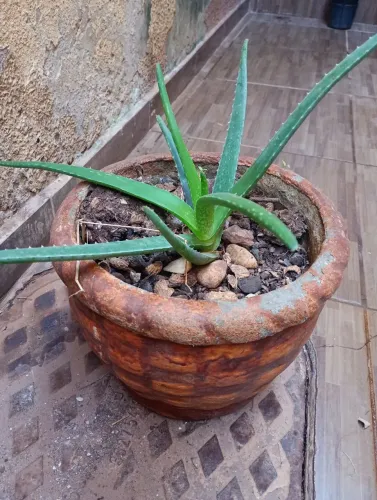 Babosa Aloe Vera