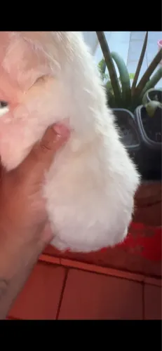 Shih tzu Branco