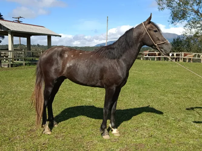 Cavalo Potro Mangalarga Marchador