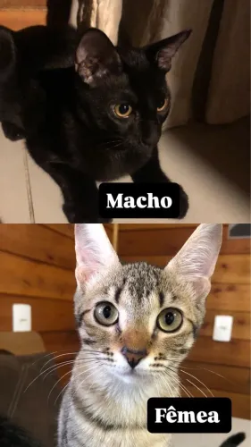Doação de gatos