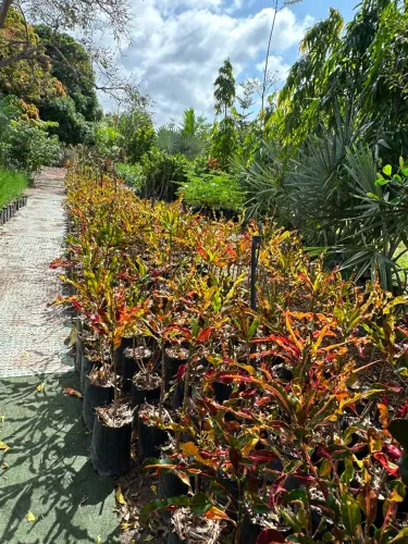 Croton parafuso arroxeado (grande)