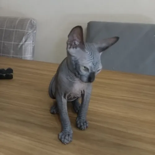 Filhotes de gato Sphynx(Egípcio).