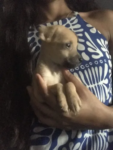 FILHOTE FEMÊA DE PINSCHER NÚMERO 1 COM NÚMERO 2  VAI FAZER 3 MESES