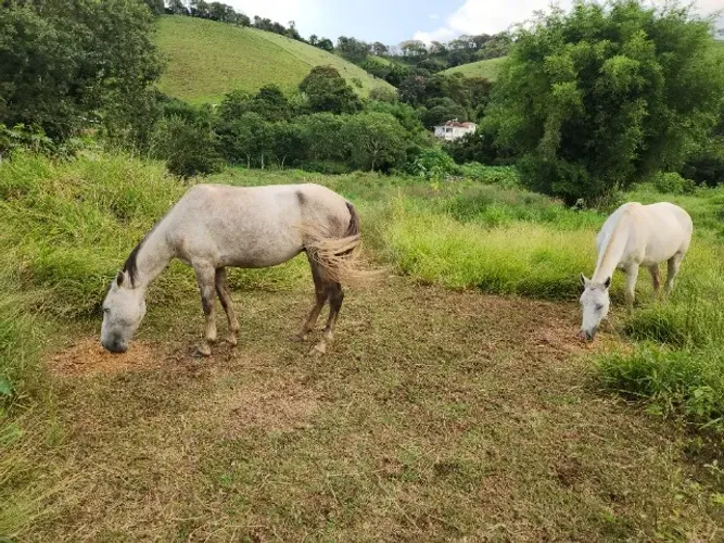 Cavalo 
