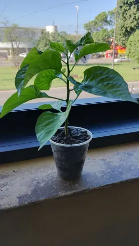 Muda de pimenta Carolina Reaper