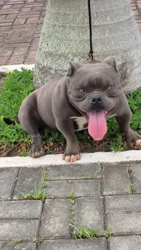 Exótic Bully com pedigree