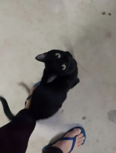 Gata para doação