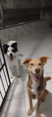 Doação de dois cachorros machos .