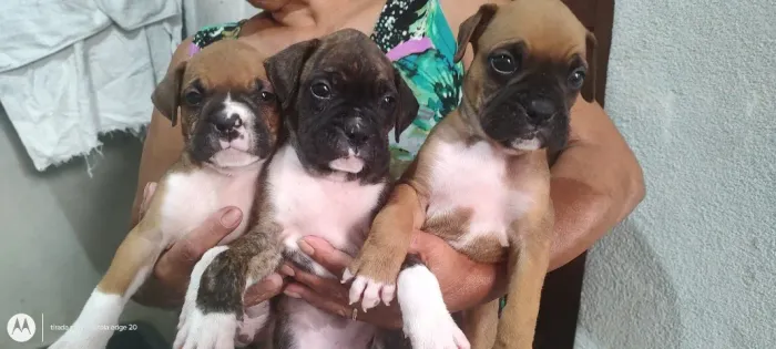 Filhotes de  Boxer, Lindissimos  -SP