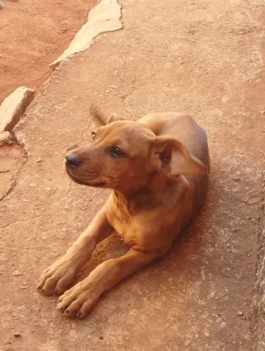 Fila brasileiro.Doação urgente