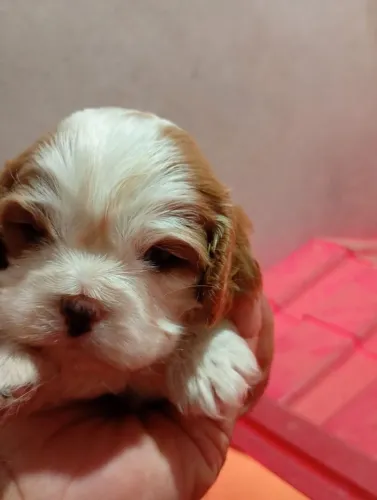 Cavalier king star