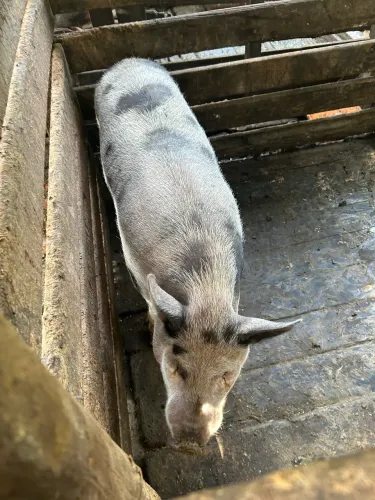 Porca e leitões 