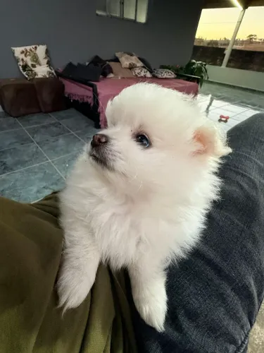 Filhotes mini Lulu da Pomerânia