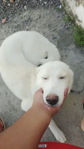 Vende-se cadela da raça Rask siberiano 