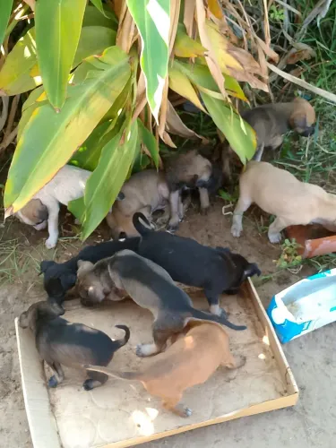 Cachorros Para Doação